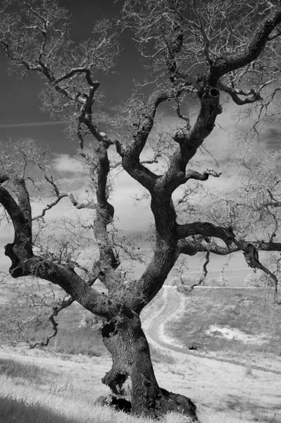 Photo by Scott Haefner: arastradero10
