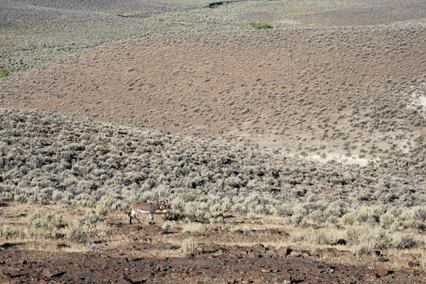 Photo by Scott Haefner: Wild Burro