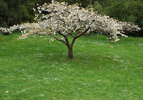 cherry blossom trees pictures. Cherry Blossom Tree in the