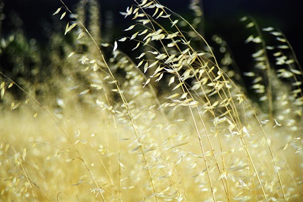 Photo by Scott Haefner: Golden