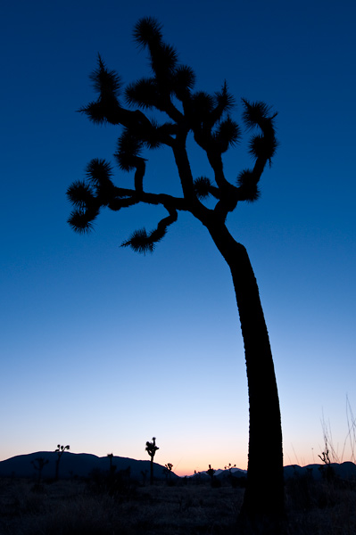 Photo by Scott Haefner: Towering Above