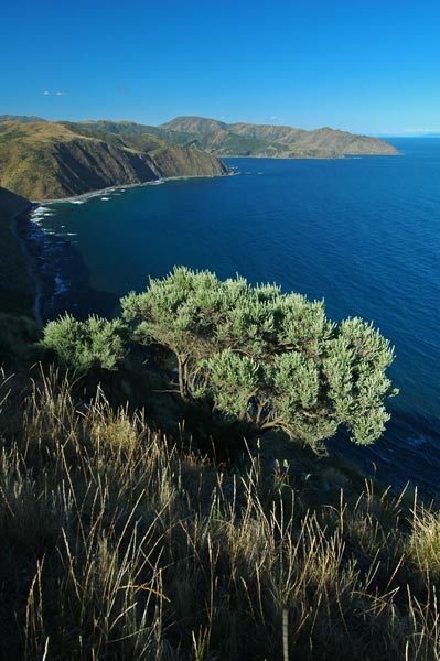 Photo by Scott Haefner: Makara Beach