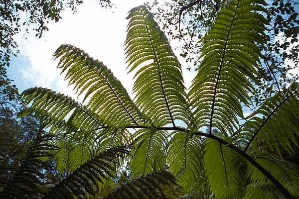 Photo by Scott Haefner: Looking Up