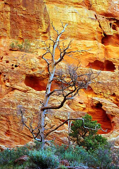 Photo by Scott Haefner: ziontree