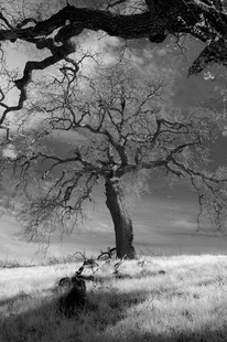 Photo by Scott Haefner: arastradero11