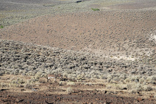 Photo: Wild Burro