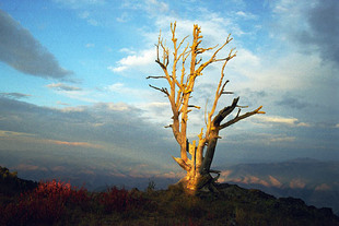 Photo: Golden Tree
