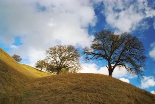 Photo: Wooly Hay Hilltop
