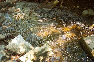 Photo: Nature's Thumbprint