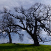 Thumbnail: arastradero09