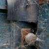 Thumbnail: Tangled Web