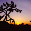 Thumbnail: Joshua Tree Sunset
