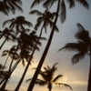 Thumbnail: palmtrees
