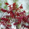 Thumbnail: Lipstick Tree