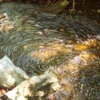 Thumbnail: Nature's Thumbprint