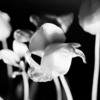 Thumbnail: Velvet Tulips