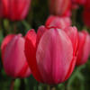 Thumbnail: Tulip Bed